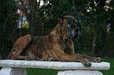 DOGUE ALLEMAND 902